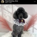 오늘도 이쁘개 이미지