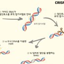 글로진 이미지