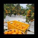 다미 농장 이미지