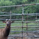육백산 사슴농장 이미지