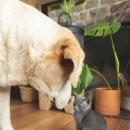 강아지와고양이 이미지
