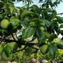 다복농장 이미지