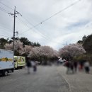 주)선진 | 2026 벚꽃엔딩_선진 거북선 공원, 선진리성 벚꽃축제, 미수다 프리마켓