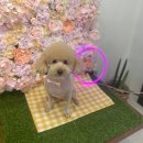 인물나개 이미지