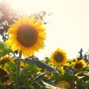 필수농장 이미지