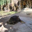 백로서식지 | 여행 - 아이들과 함께라면 필수코스 "인간은 가두고 동물은 자유로운" 빈펄사파리 VIP 프리미엄 투어 후기