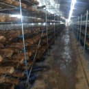 대초농장 이미지