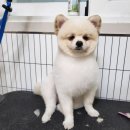 까끌레멍 이미지