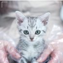 대구고양이분양 도로시펫 이미지