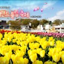 에버랜드튤립축제 Daum카페