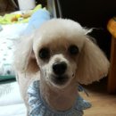 자주오개 까까보개 이미지