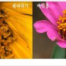 송이와다발 이미지