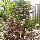 시인 서정주의 시＜국화 옆에서＞가 있다.40세는 불혹,50세는 지천명,60세는 이순,70세는 종심.어디에 해당되나요?나는 원숙한 아름다움이다. 자엽국수나무 이미지