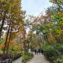 지에스25 용봉청계점 | [25.11.08] 청계산 단풍구경 등린이코스 옥녀봉 (feat. 김밥&amp;막걸리 꿀맛)