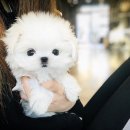 나눔펫 책임분양소 강아지분양 일산점 이미지