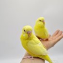 체리쉬펫 이미지