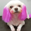 동네묭실 - 평택시 | 동네묭실