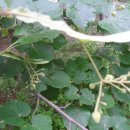 서상초등학교 병설유치원 이미지