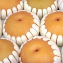 배가농원 이미지