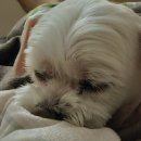 강이랑 아지랑 이미지