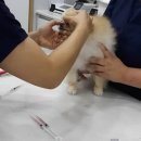 광교 우리들동물병원 이미지