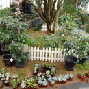 들꽃사랑 이미지