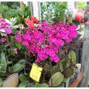 중앙꽃집 이미지