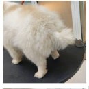 댕댕이묭실 Daum카페