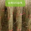 능수슈퍼
