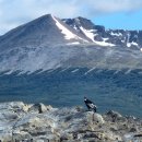 Andean condor(안데스콘도르) 이미지