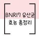 대상㈜ | BNR17유산균 효능·부작용·후기 다이어트 유산균 완벽 가이드