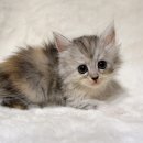 천안고양이분양 베스트캣 제나캣 천안점 이미지