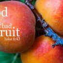 Bible Reading - Luke 6:41~49 이미지