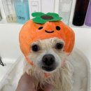 단비애견 미용실 이미지