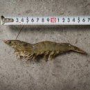 국산 흰다리새우 1kg 득템! 신안군 왕새우 3주 사용 솔직 후기