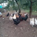 옥계 백봉이네 이미지