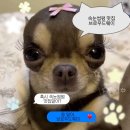 [은평구 연신내] 속눈썹 자연스럽게 올려주는 샵 브로우드웨이 후기