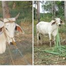 야곱목장 이미지