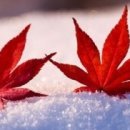 📘 장편소설 《묵언 씨, 백지를 걷다》 — 제25회. 대형 서점, 수많은 손들 이미지