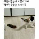 고양이집사 이미지