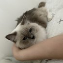 아산아이윌24시동물메디컬센터 이미지