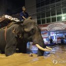 &#39;코끼리로 구호활동&#39;…태국 북부 치앙마이 강수위 역대 최고 이미지