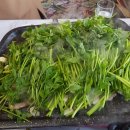 미나리공원 쿠키뉴스