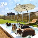 장화운동장 | 서울근교 대관 애견독채운동장 오잉독, 강아지 수영장이 두개!