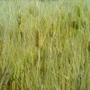 보리타작 이미지