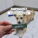 라파펫 | 강아지유산균 라파펫 변 악취 피부 건강 개선 케어