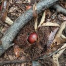 동산농원 | 의정부 포천 양주 가을에 꼭 가볼만한 곳 서운동산