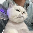 그루밍시즌 | 럽마이펫 시즌2 스마트 진공 미용기 내돈내산 솔직후기