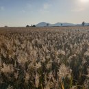 제26회 순천만 갈대축제(가을) 이미지