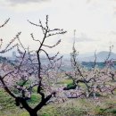 복사꽃피는마을 이미지